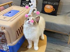 -猫十亿·布偶金渐层·曼基康矮脚猫舍(青年路店)