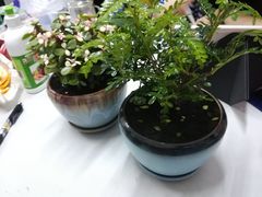 -哈尔滨道外花鸟鱼市场