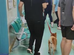 -北京观赏动物医院·24小时大型综合·猫专科·异宠专科