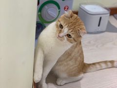 -猫和宫(六道口店)