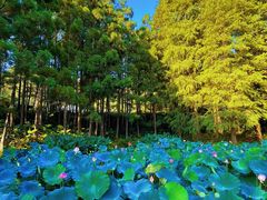 -深圳仙湖植物园