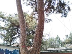 -普乐寺