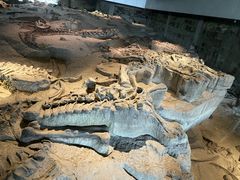 -自贡恐龙博物馆