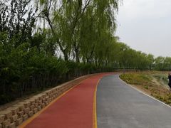 -大兴滨河森林公园