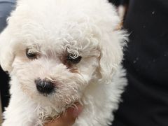 -艾贝尔宠物医院·24H转诊中心·肿瘤猫专科(江宁双龙店)