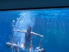 -海合安成都极地海洋公园