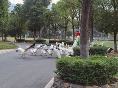-太湖龙之梦