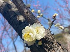 -无锡梅园公园