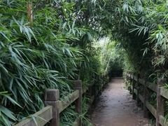 -重庆彩云湖湿地公园