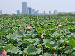 -苏州金鸡湖大酒店