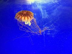 -上海海洋水族馆