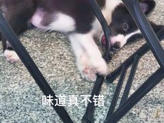 -严国平动物医院(德政总院)