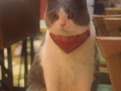 -猫色咖啡·猫咖