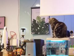 -平行世界·猫咖(首经贸店)