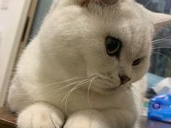 -喵zoo家庭繁育猫舍(尖东智能花园店)