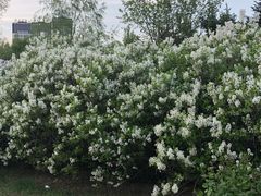 -群力丁香公园
