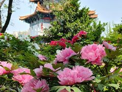 -清明上河园