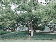 -江心屿景区