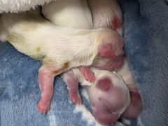 -瑞派·关忠动物医院·猫专科·犬专科(三环新城店)