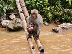 -西双版纳原始森林公园