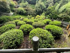 -十八棵（老龙井）御茶园(老龙井店)