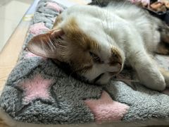 -瑞派先诺宠物医院•猫专科•普外科•中兽医(佛山院)