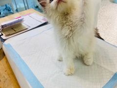 -momokira米努特·德文卷毛猫·棉花面纱犬