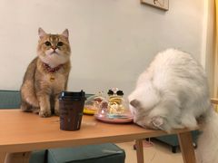 -猫在这儿猫咪咖啡馆·撸猫馆