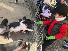 -前小桔亲子创意农场·草莓采摘·露营烧烤