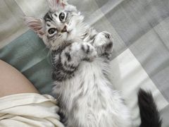 -瑞鹏宠物医院·骨科·猫科·内科(第一中心)