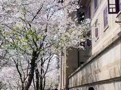 -武汉大学-樱园