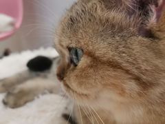 -momokira米努特·德文卷毛猫·棉花面纱犬