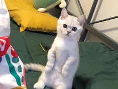 -袖虎·猫馆(体育西路店)