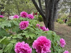 -国家植物园南园