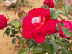 -羊亭河湿地公园