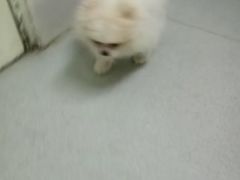 -宠颐生中康贝怡动物医院