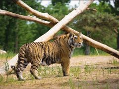 -北京野生动物园