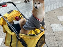 -比斯特上海购物村精品奥特莱斯