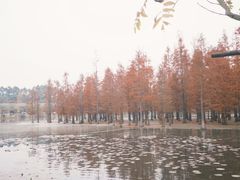 -白鹭湾湿地公园