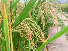 -中国天府农业博览园