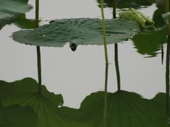 -嘉北郊野公园