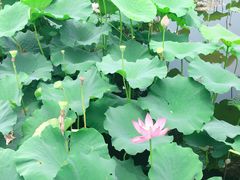 -荷塘月色湿地公园·向阳花洲