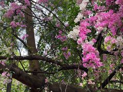 -深圳国际园林花卉博览园