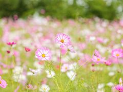 -上海滨江森林公园