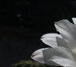 -凡碧诗毛孔收细