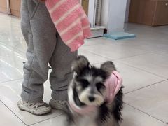 -翊宠yipet猫狗购宠庄园犬舍•猫舍