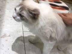 -飞行喵MR PILOT|猫舍·猫咖(静安大融城店)
