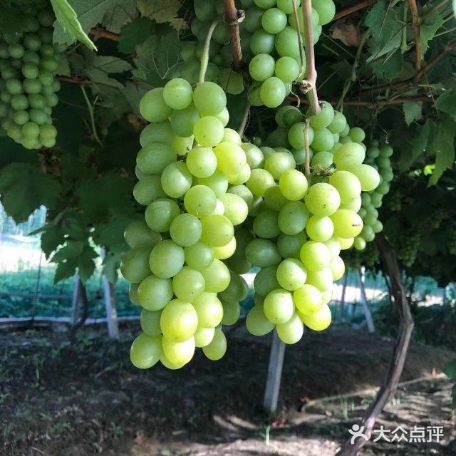 慈溪本地金皇后葡萄上市啦,甜度刚刚好