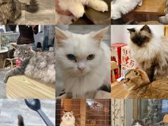 -楼上猫咖(罗湖店)