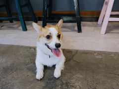 -百好乐宠物友好餐厅(朝外大街店)